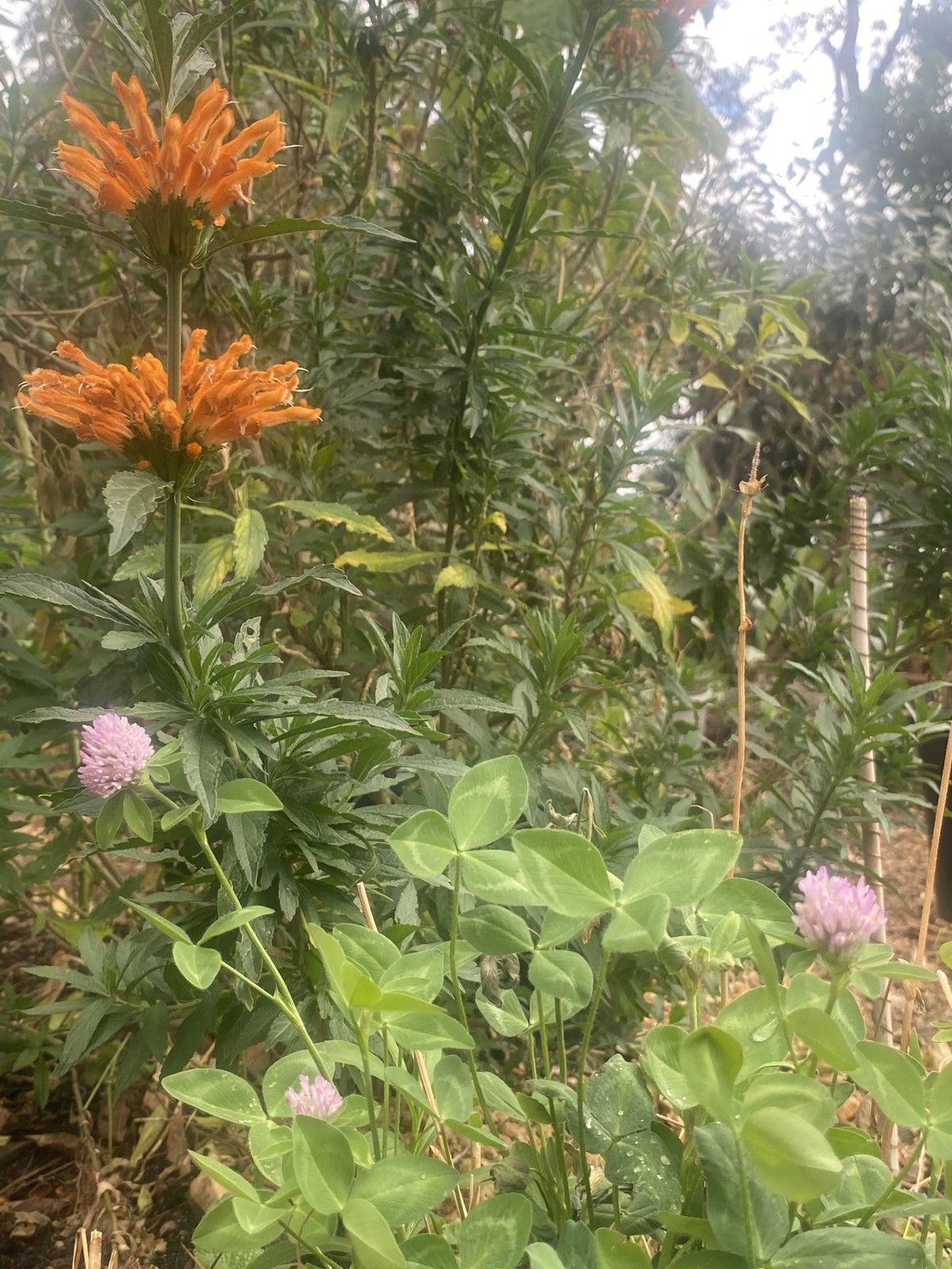 Nitrogen Fixers