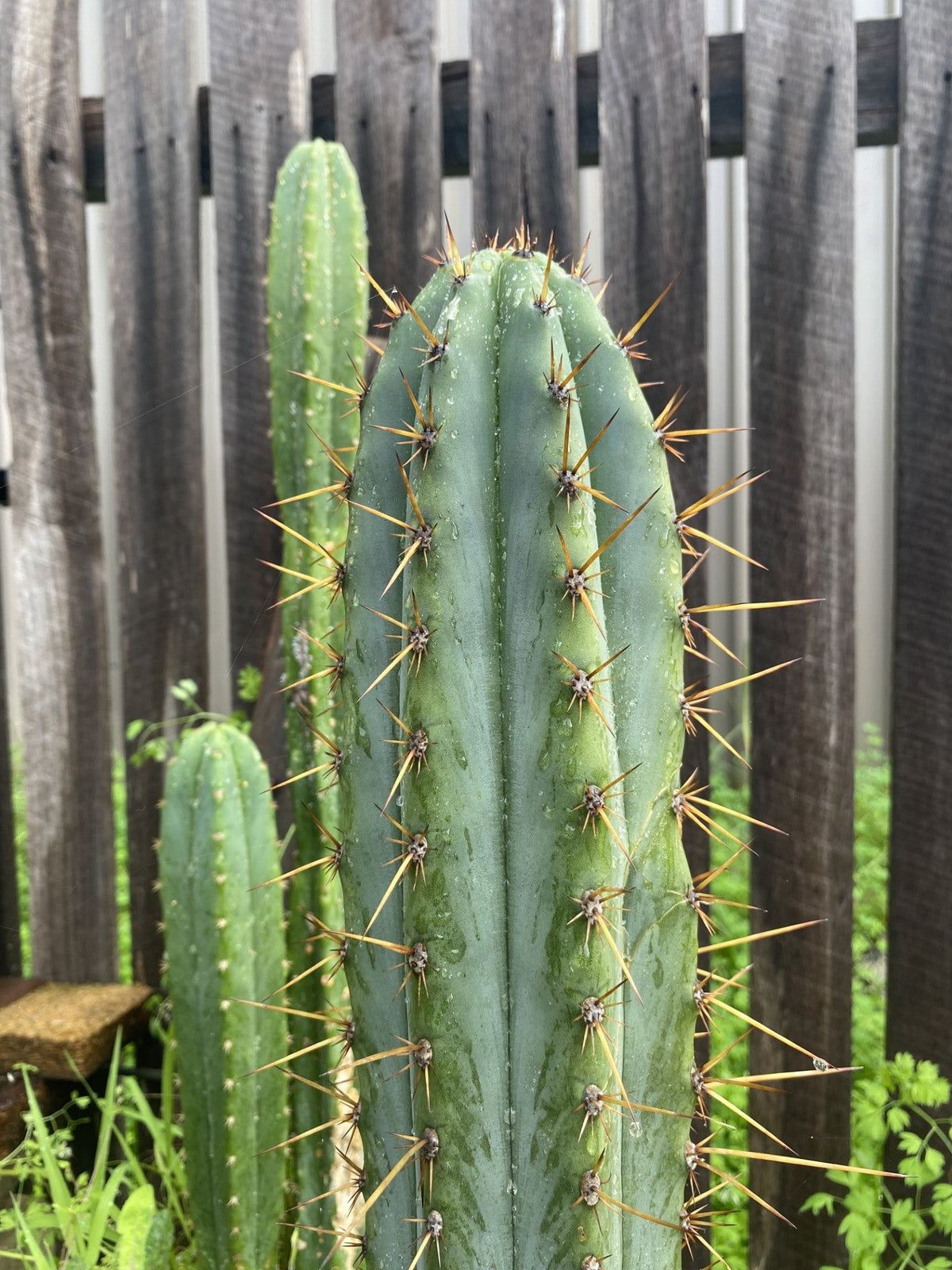 Succulents & Cacti