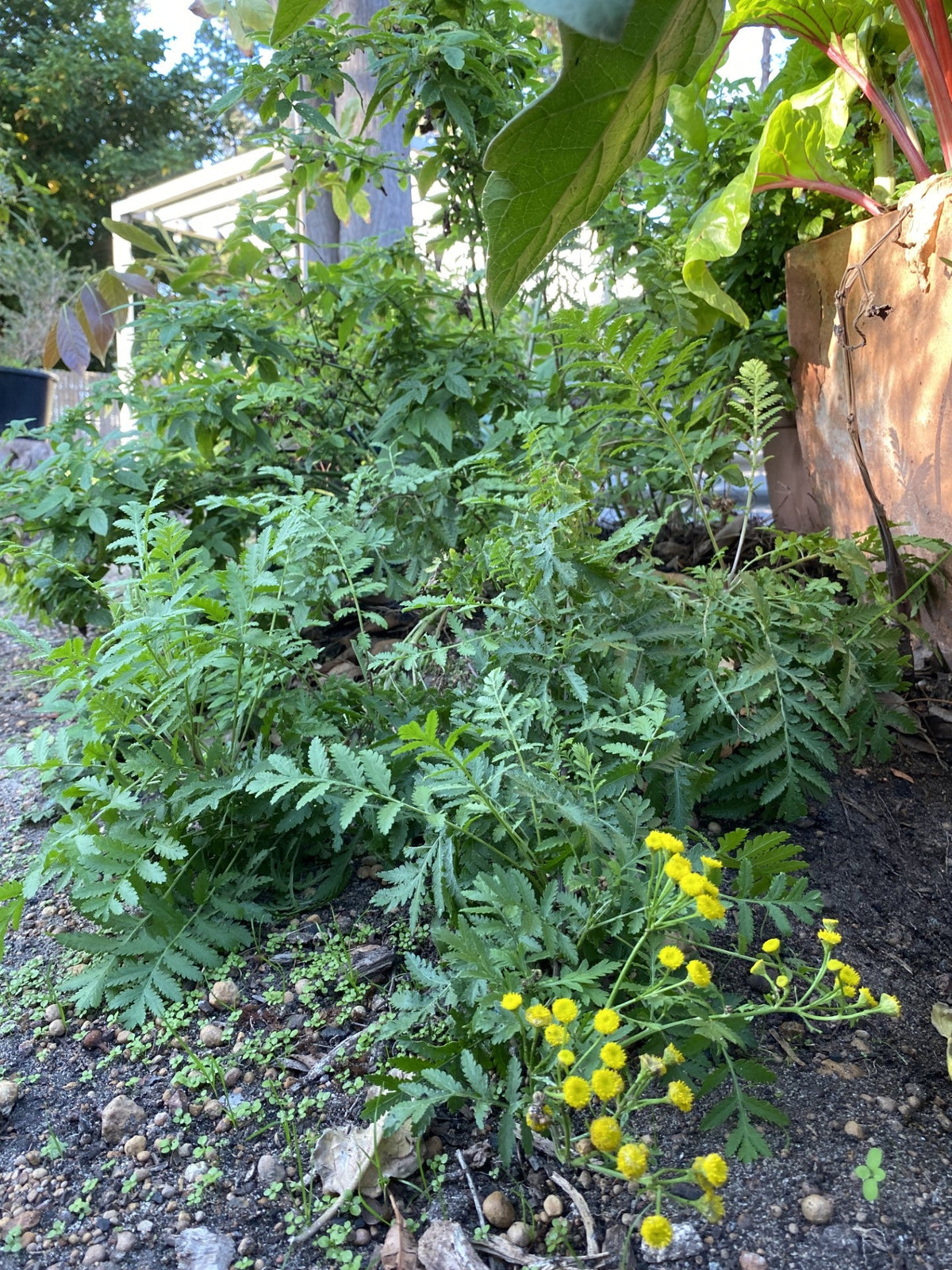 Beneficial Insect Plants