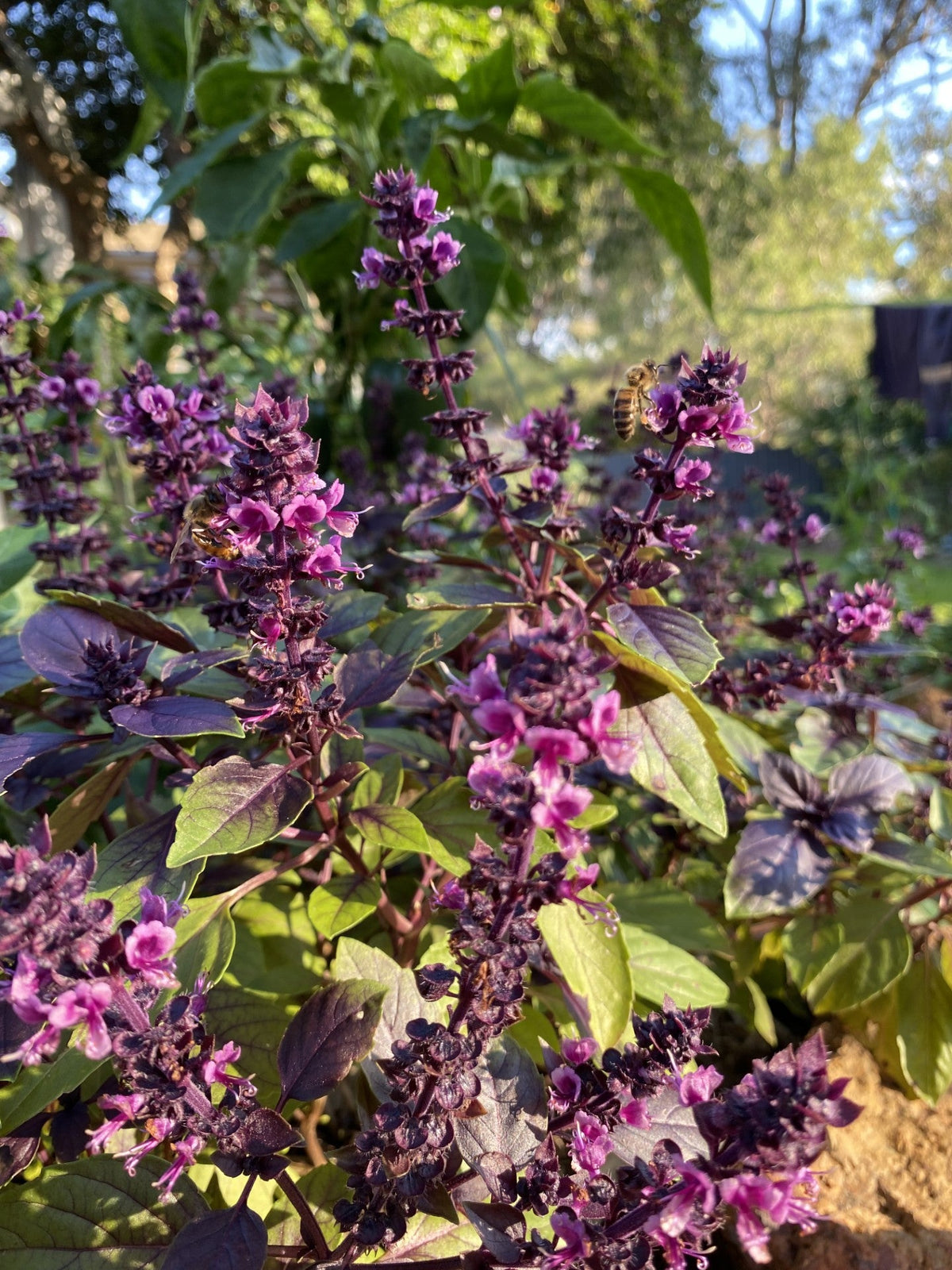 Pollinator Plants