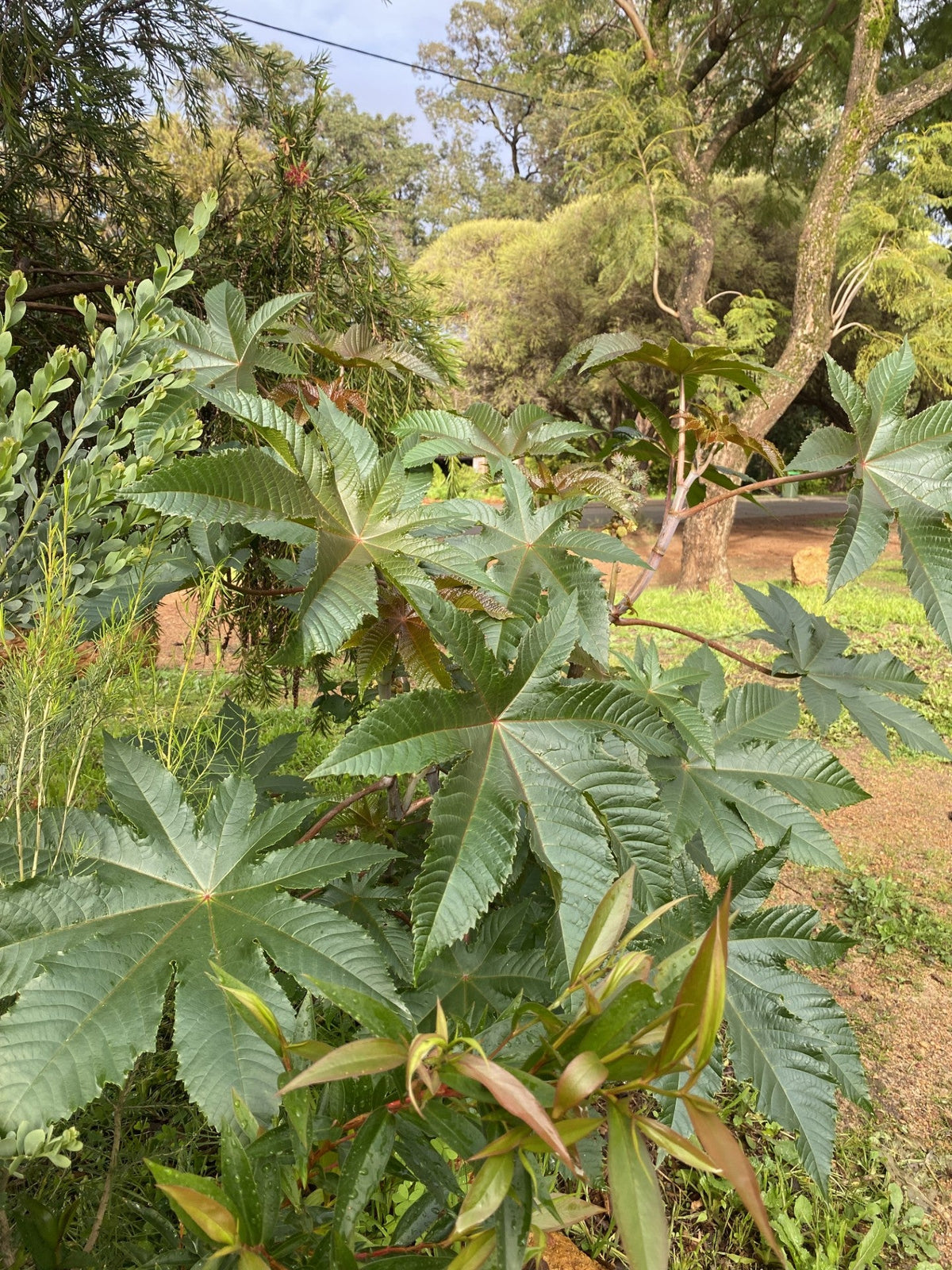 Pioneer Plants