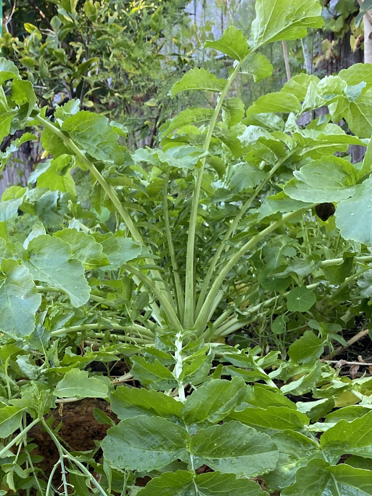 Cover Crops & Green Manure