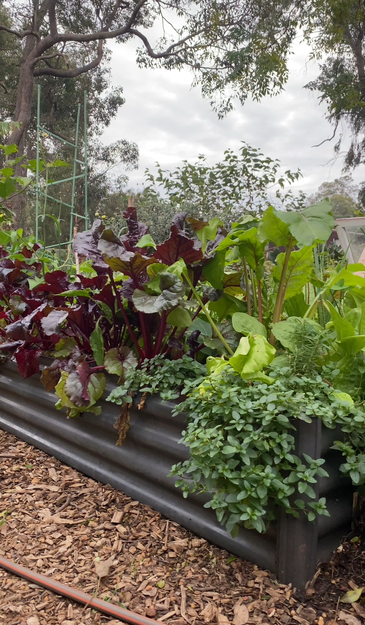 Culinary Herbs