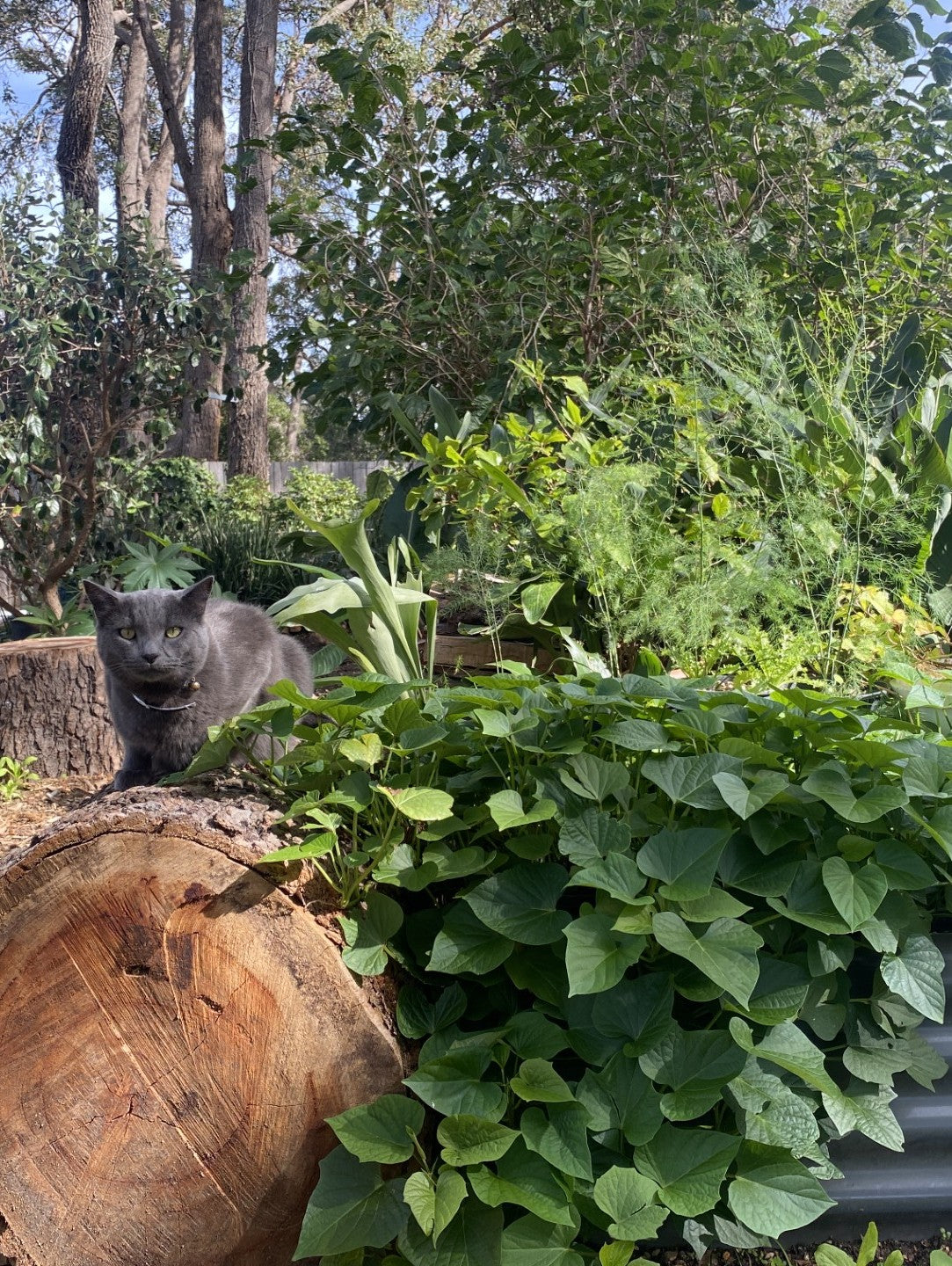Perennial Food Crops