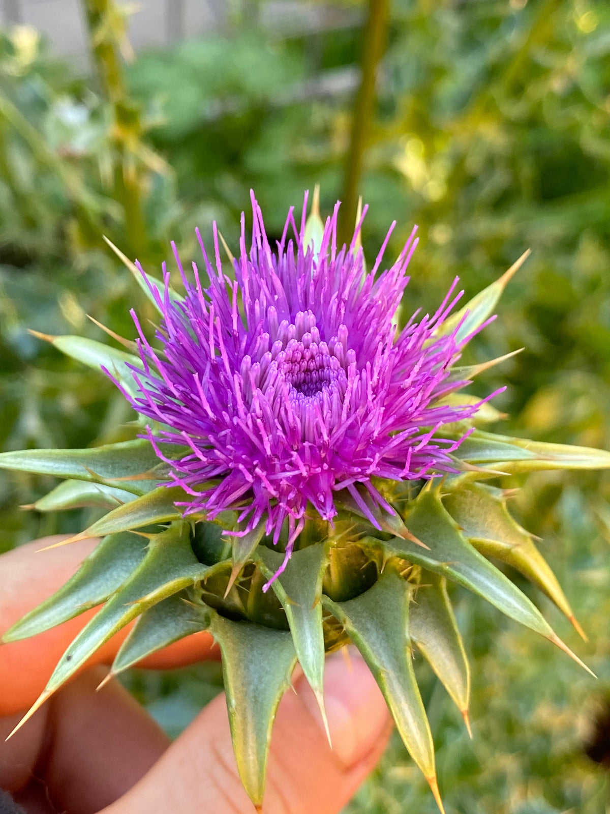Medicinal Plants