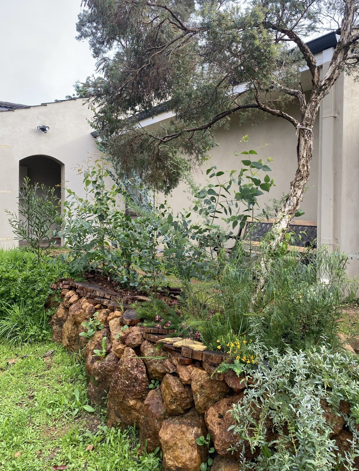 Native Australian Plants