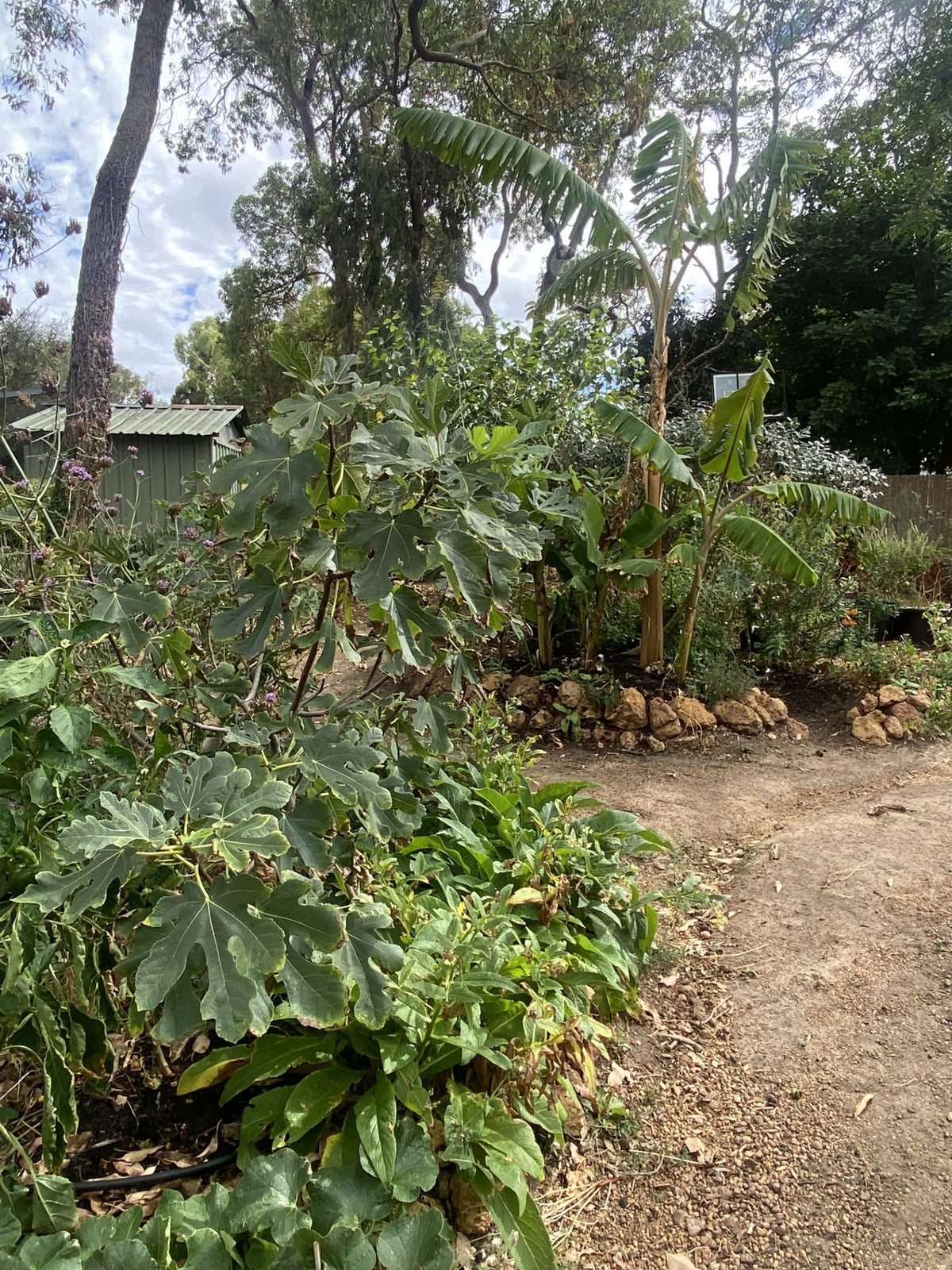 Food Forest Plants