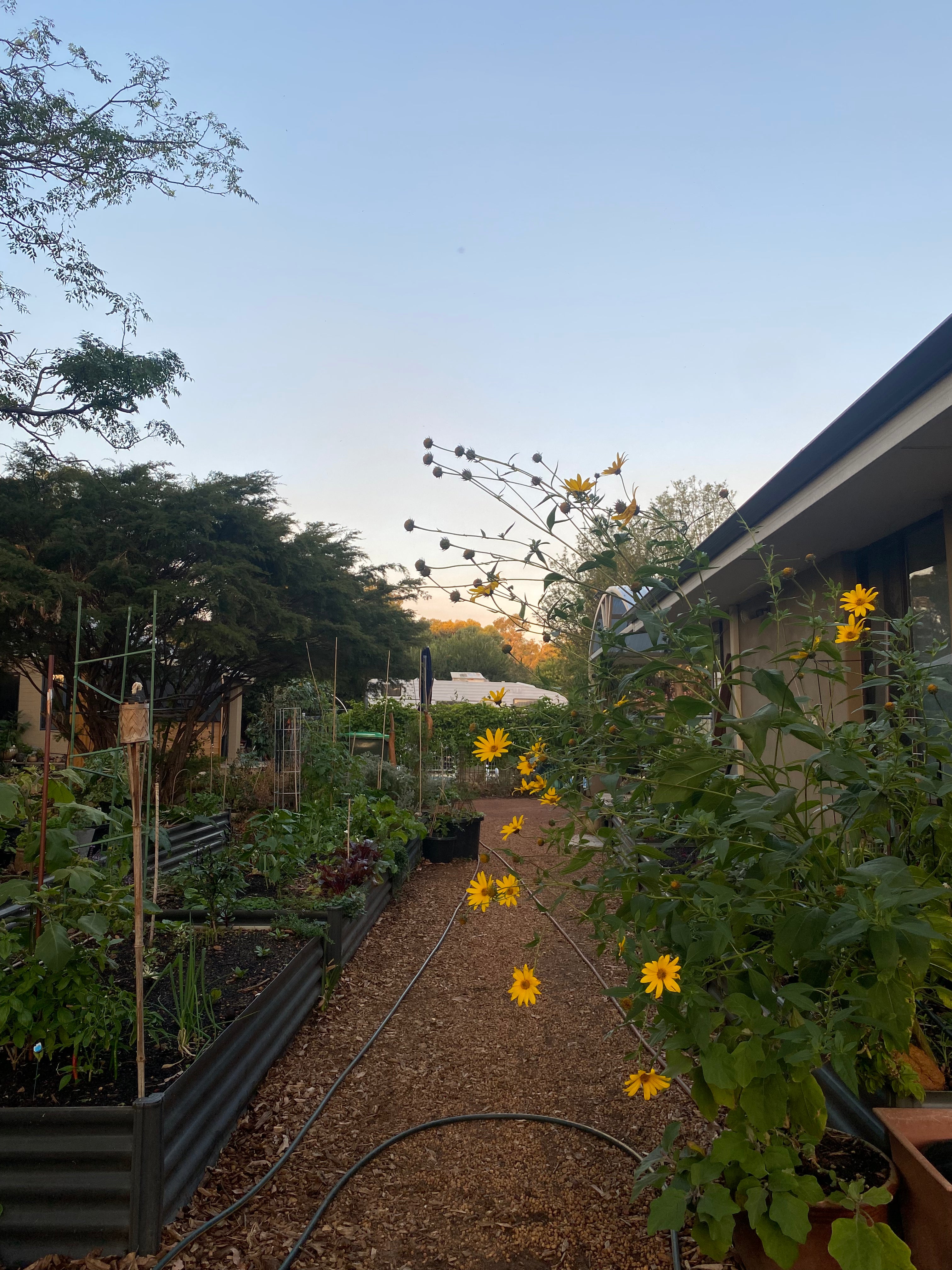Jerusalem Aartichoke