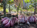 Purple Striped Garlic (Heirloom)