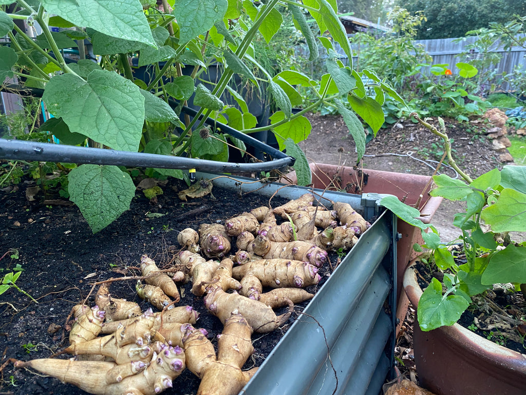 Jerusalem Aartichoke