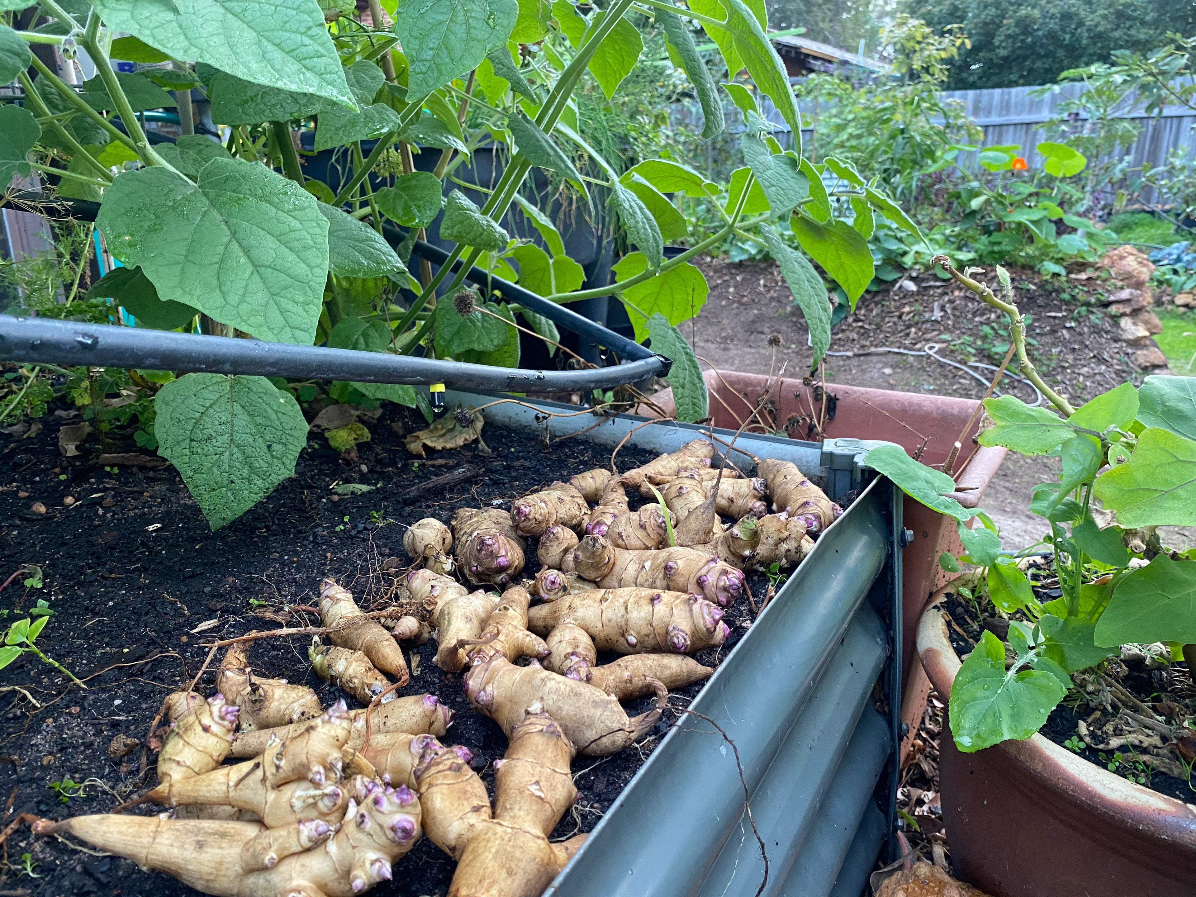Jerusalem Aartichoke